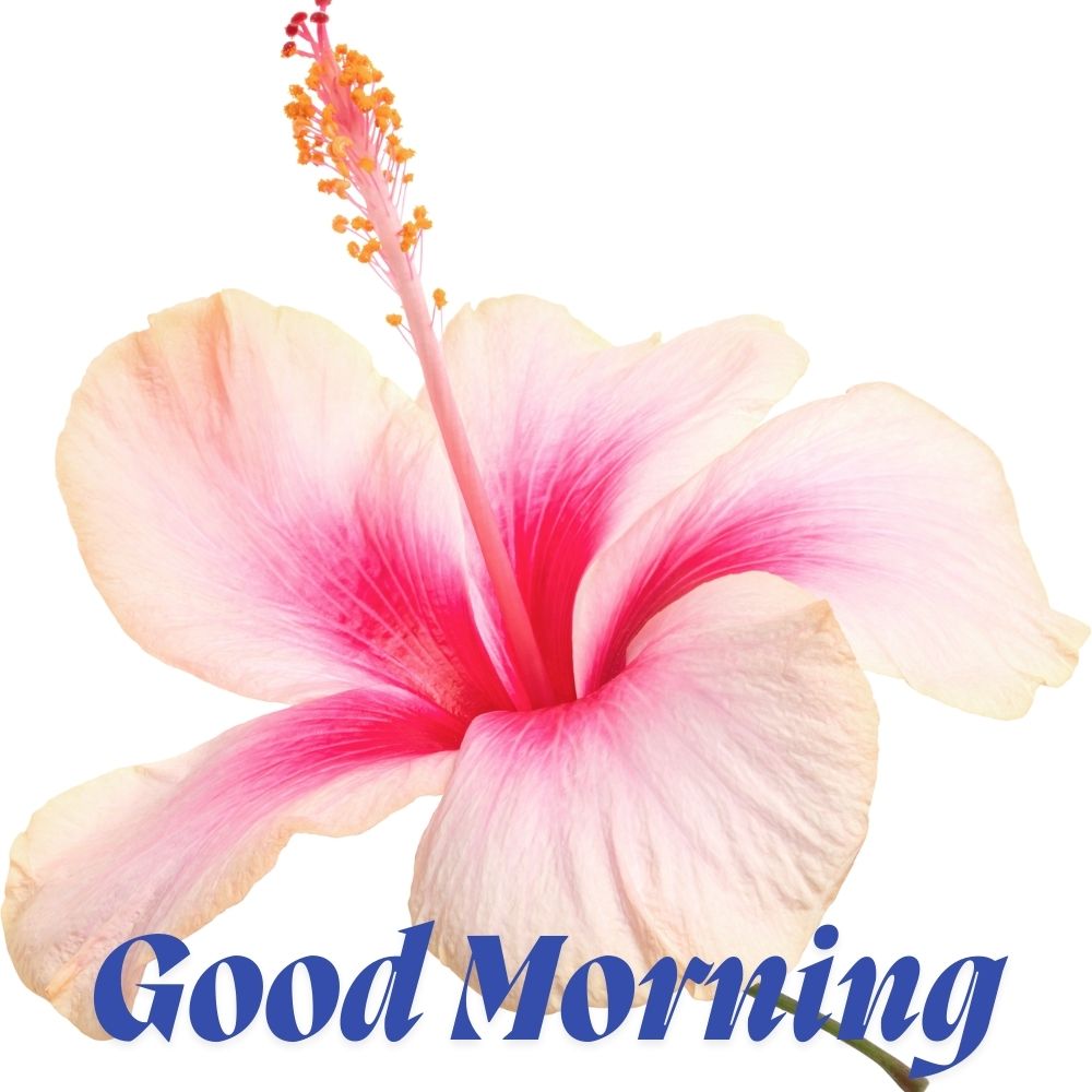 Good Morning Images With Flowers | Good Morning Images With Flowers quotes and wishes