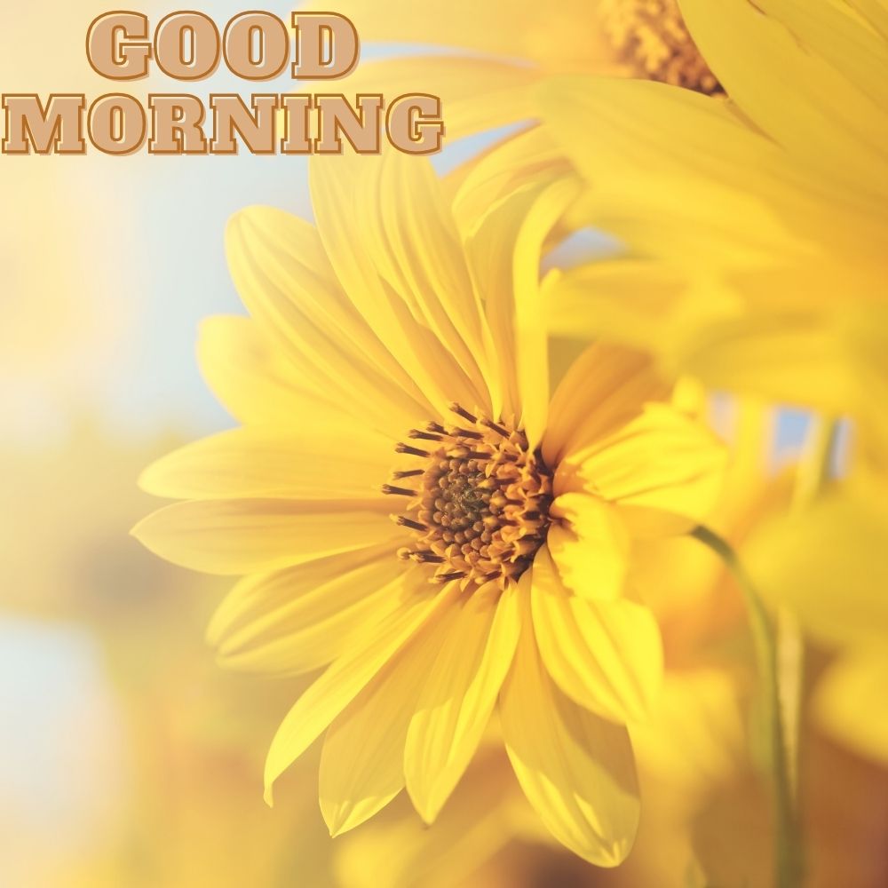 Good Morning Images With Flowers | Good Morning Images With Flowers quotes and wishes
