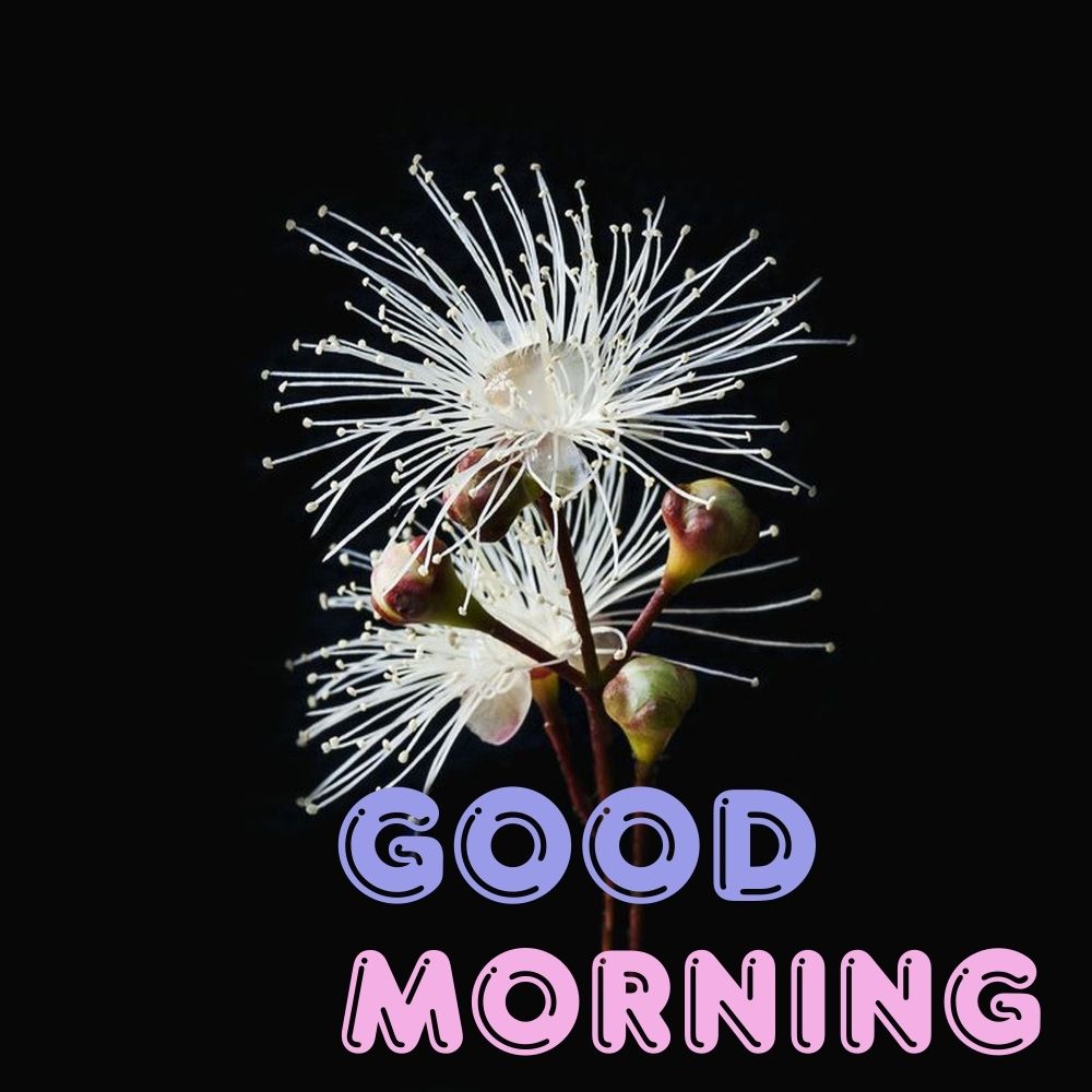 Good Morning Images With Flowers | Good Morning Images With Flowers quotes and wishes