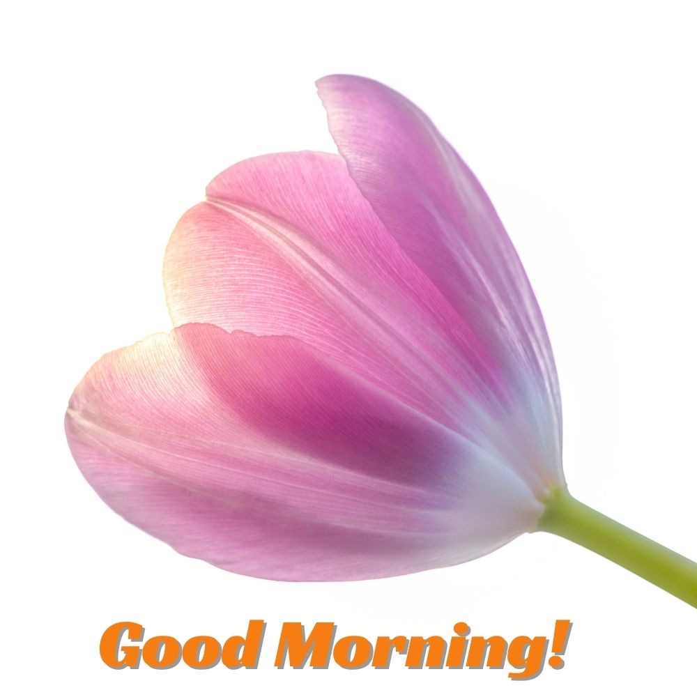 Good Morning Images With Flowers | Good Morning Images With Flowers quotes and wishes