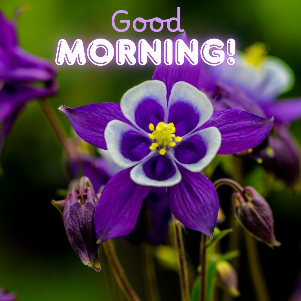 Good Morning Images With Flowers | Good Morning Images With Flowers quotes and wishes