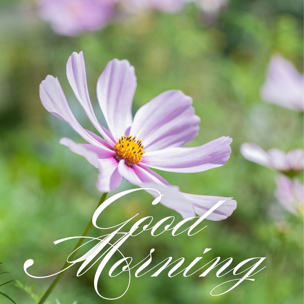 Good Morning Images With Flowers | Good Morning Images With Flowers quotes and wishes