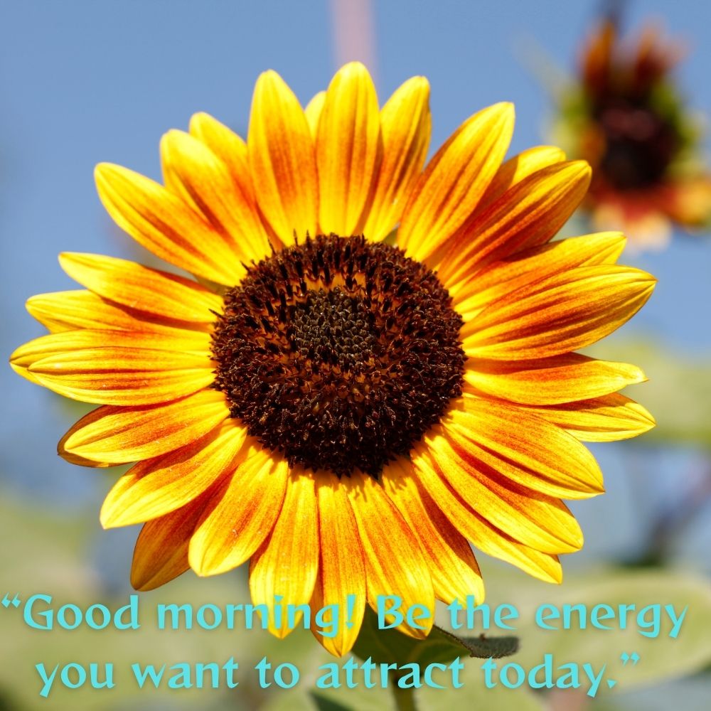 Good Morning Images With Quotes | Good Morning Images With Quotes quotes and wishes