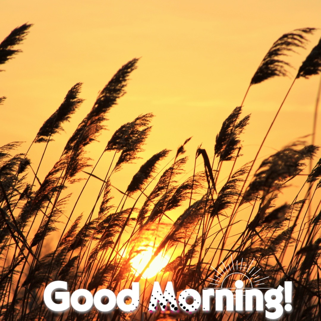 Good Morning Sunshine Image 15 | Good Morning Sunshine Images quotes and wishes