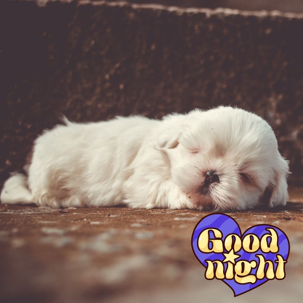 Good Night Images With Dogs | Good Night Images quotes and wishes