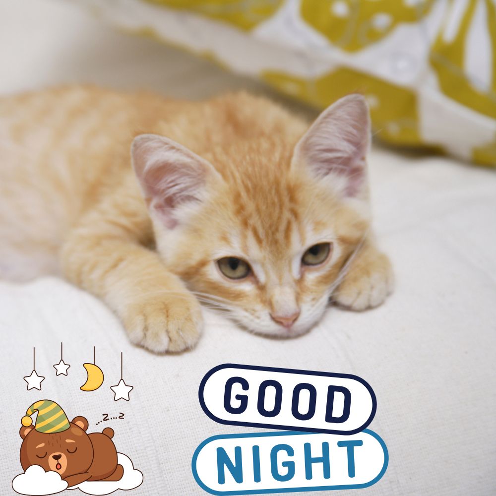 Good Night Images | Good Night Images quotes and wishes