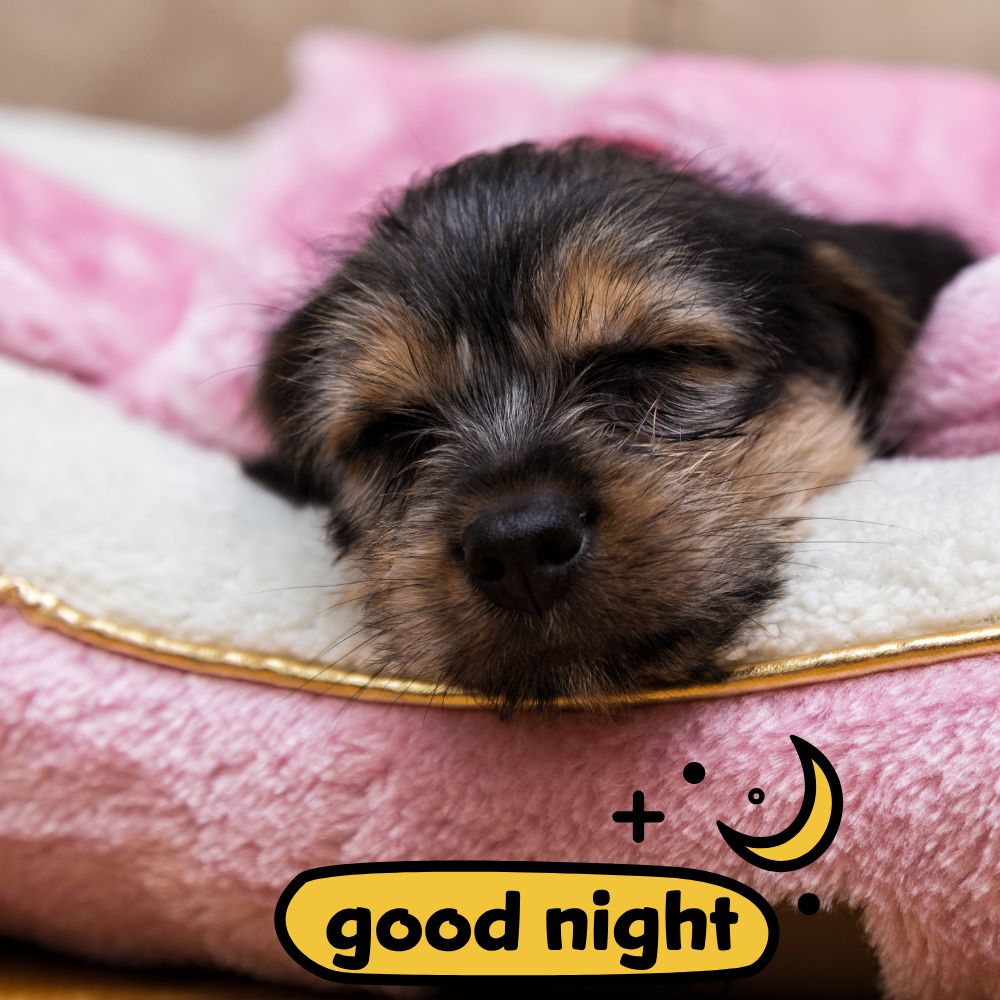 Good Night Images | Good Night Images quotes and wishes