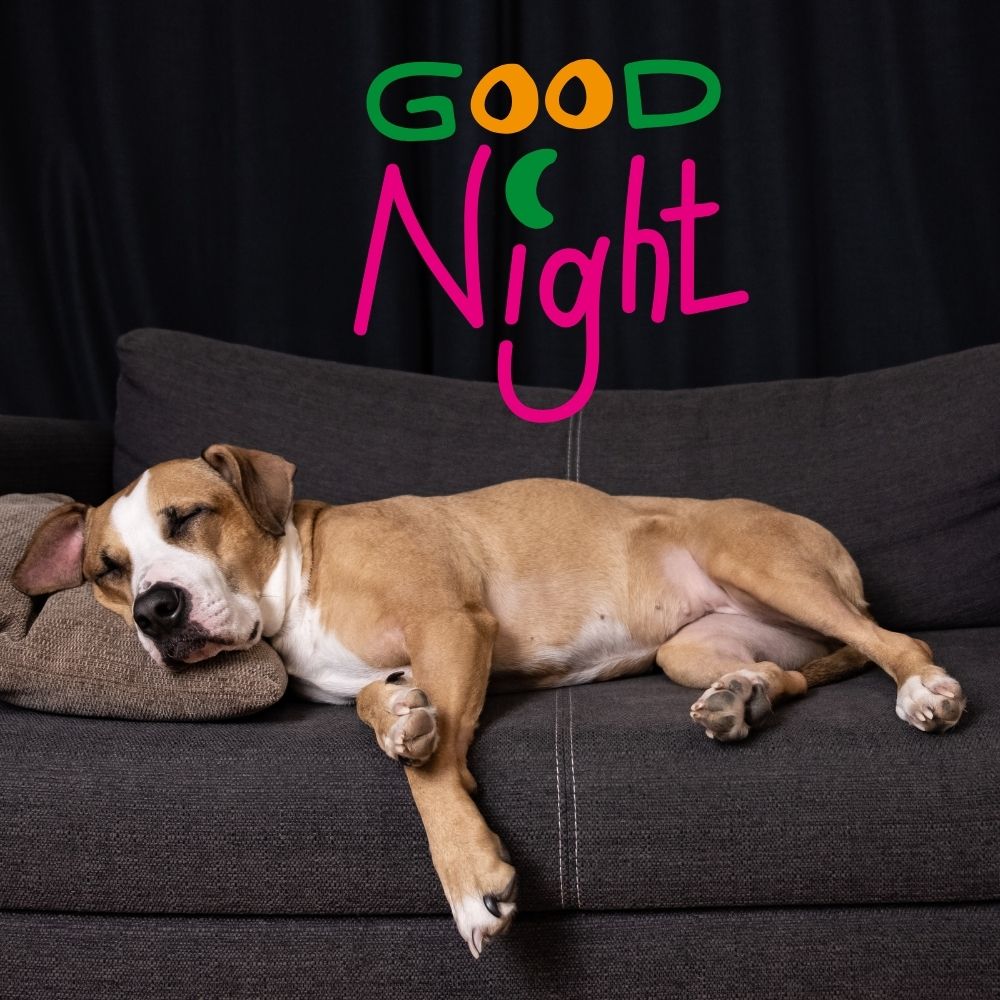 Good Night Images With Dogs | Good Night Images quotes and wishes