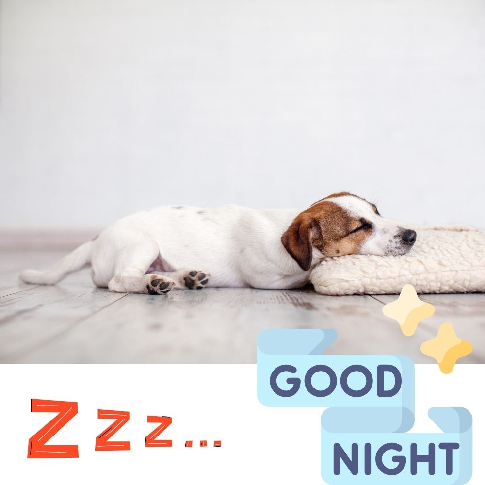 Good Night Images With Dogs | Good Night Images quotes and wishes