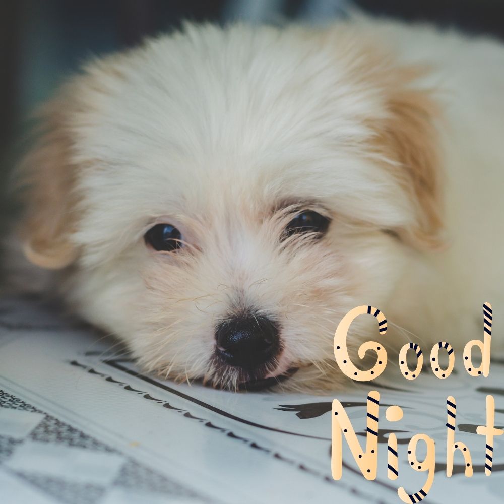 Good Night Images With Dogs | Good Night Images quotes and wishes