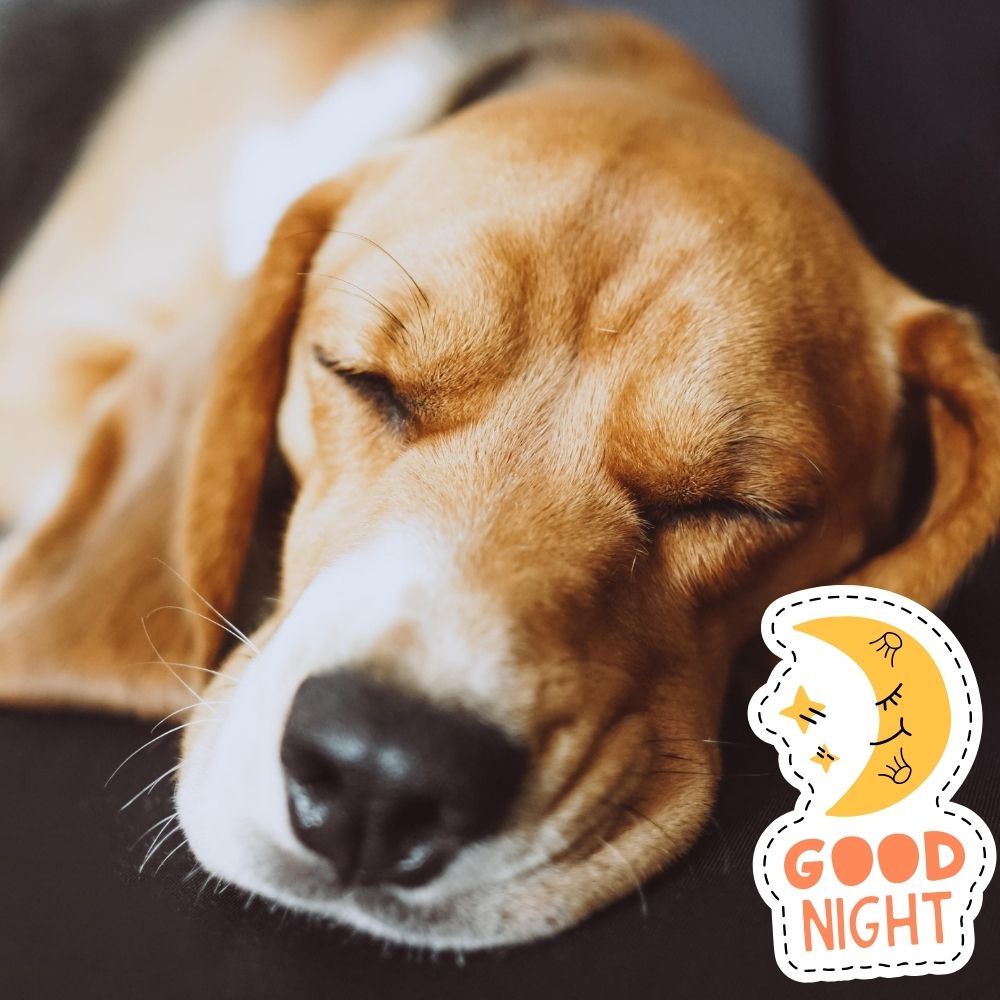 Good Night Images With Dogs | Good Night Images quotes and wishes