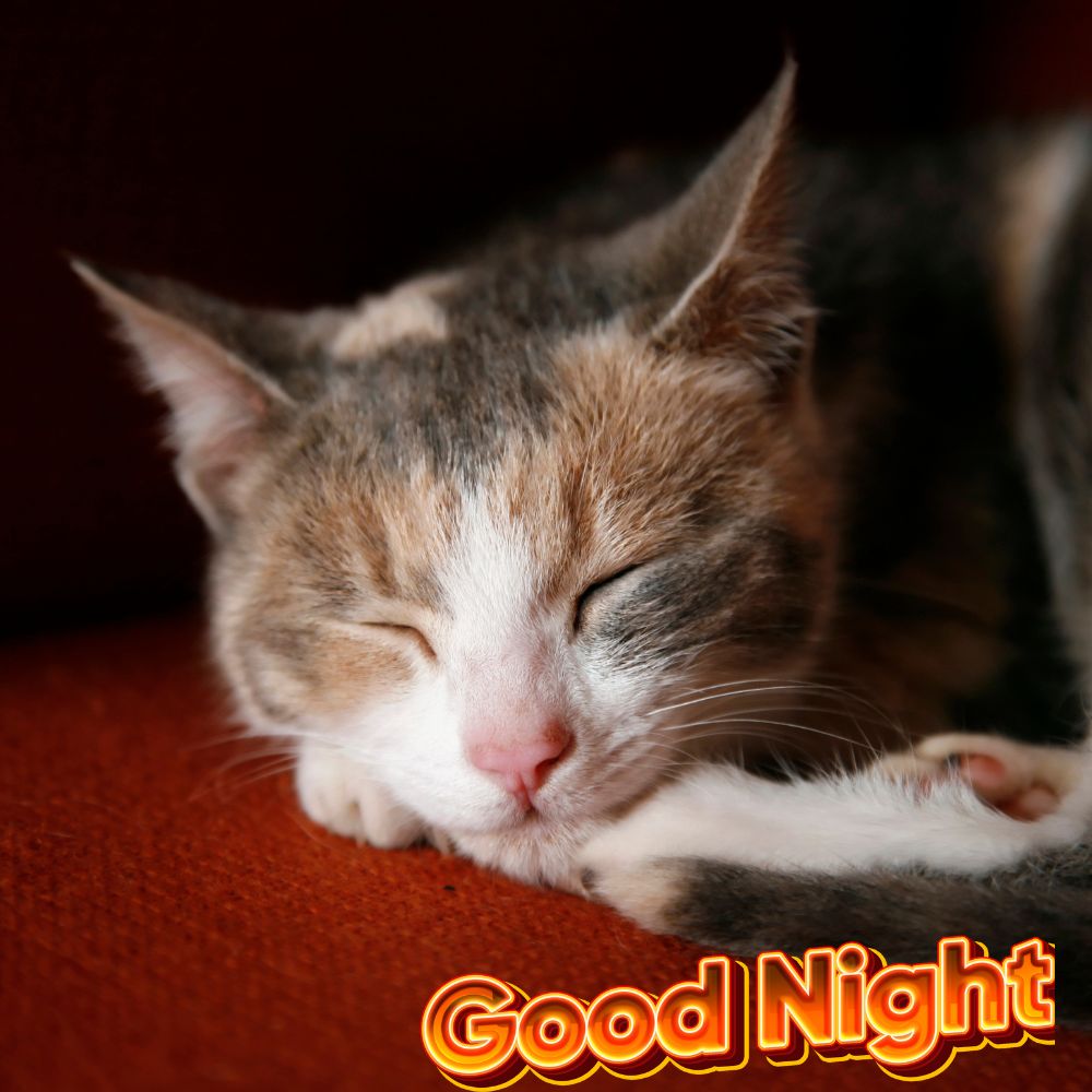 Good Night Images With Cat | Good Night Images quotes and wishes