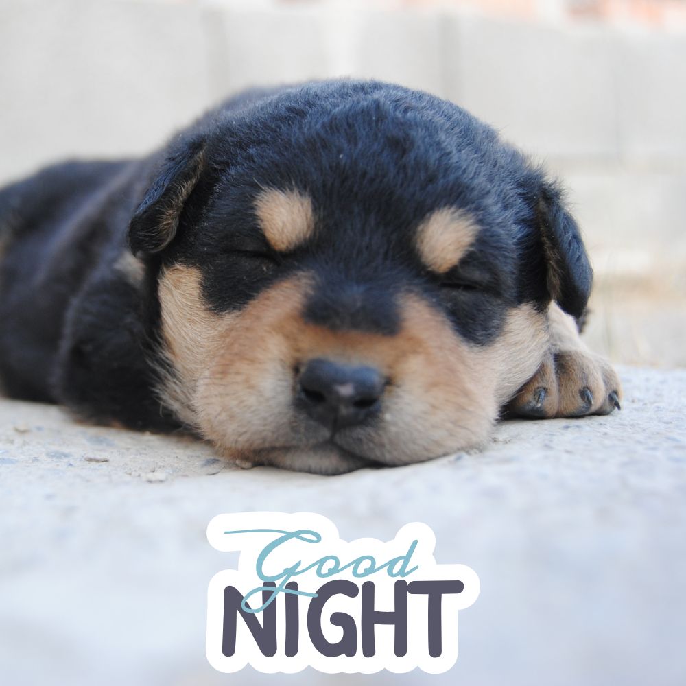 Good Night Images With Dogs | Good Night Images quotes and wishes