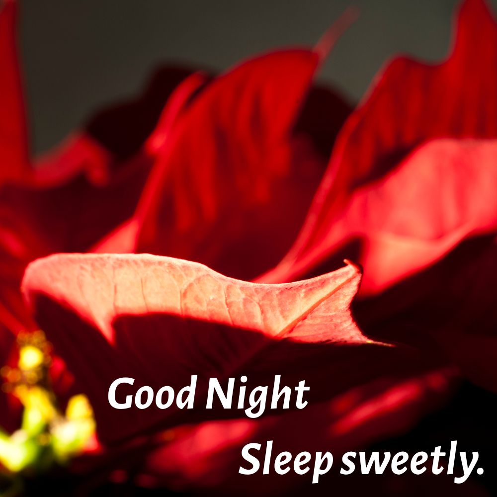 Good Night Images With Quotes | Good Night Images With Quotes quotes and wishes