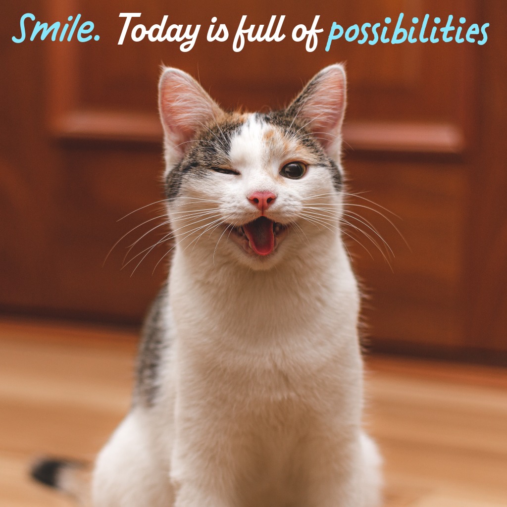 Happy Cat Smile