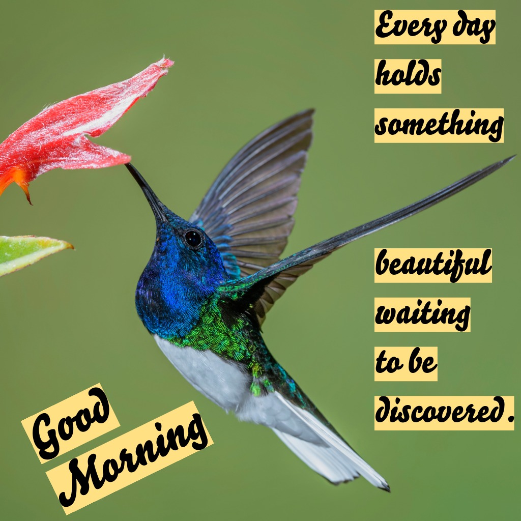 Hummingbird Morning Beauty | Good Morning Images with Birds quotes and wishes