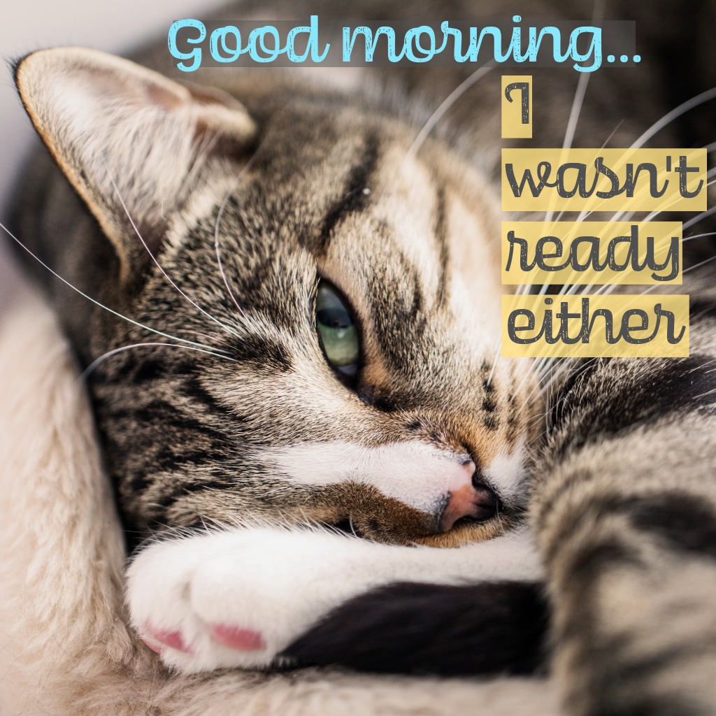 Not Ready Yet Cat