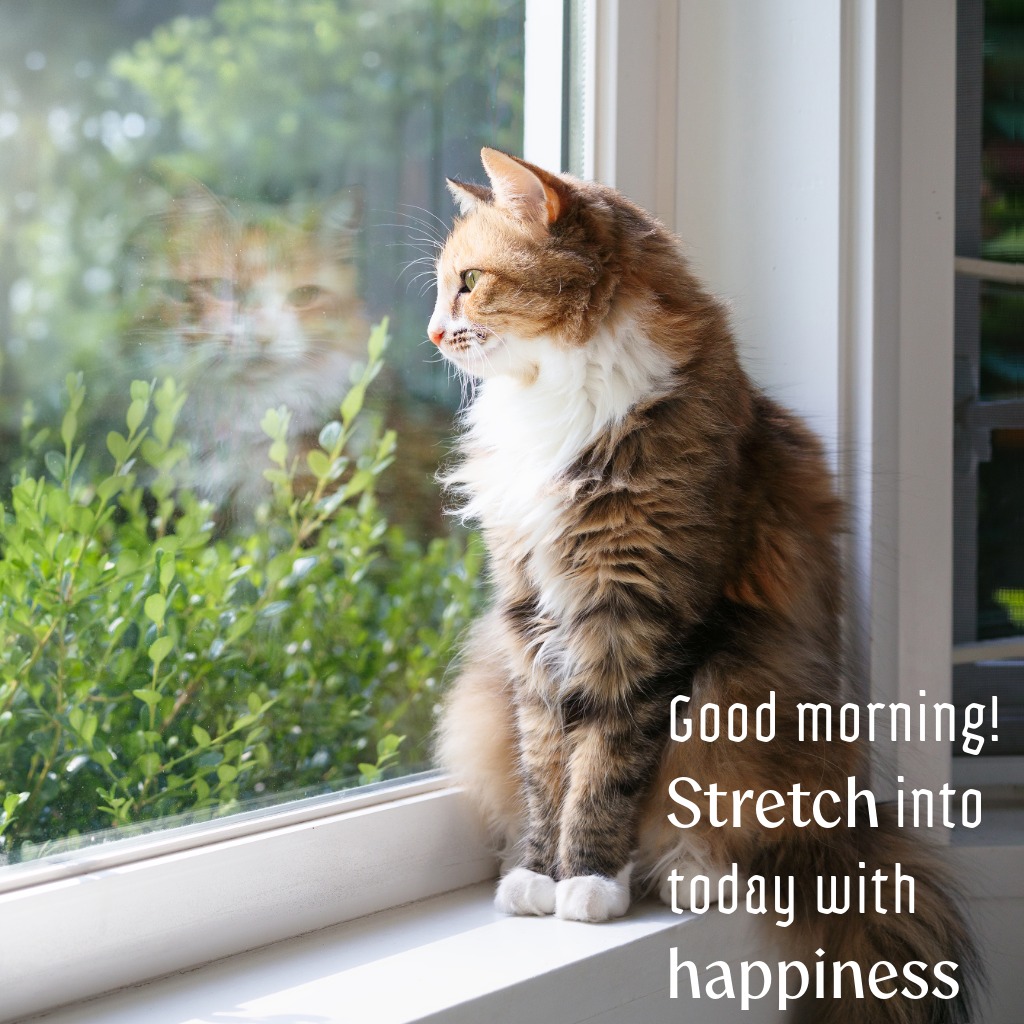 Sleepy Cat Stretching | Good Morning Images With Cats quotes and wishes
