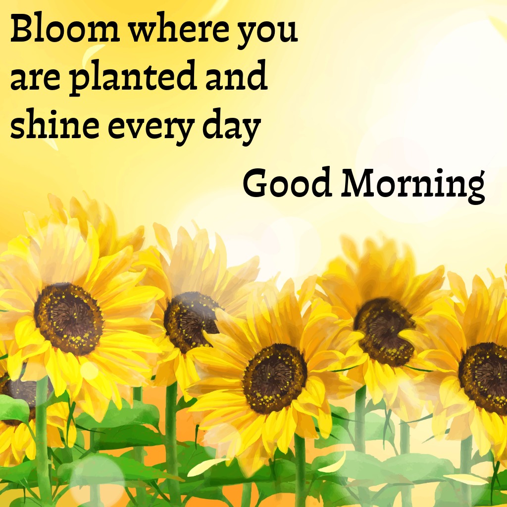 Sunshine And Flowers